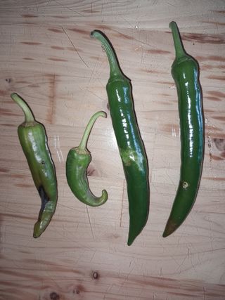 행복의집1592님의 고추 · 병해충상담 작성글 사진