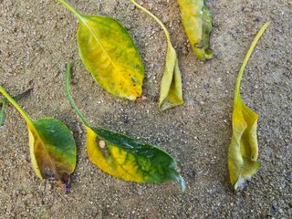 운평님의 고추 · 병해충상담 작성글 사진