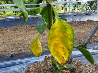 운평님의 고추 · 병해충상담 작성글 사진