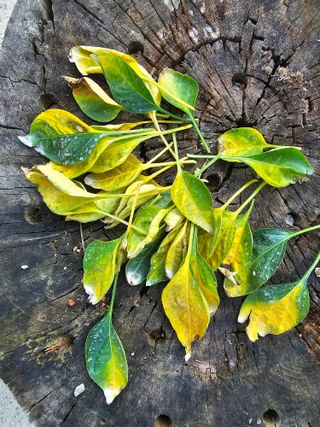 운평님의 고추 · 병해충상담 작성글 사진