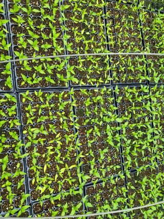 연화골 연님의 고추 · 병해충상담 작성글 사진