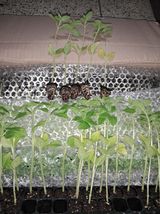 팜모닝 참깨·병해충상담 게시글 이미지