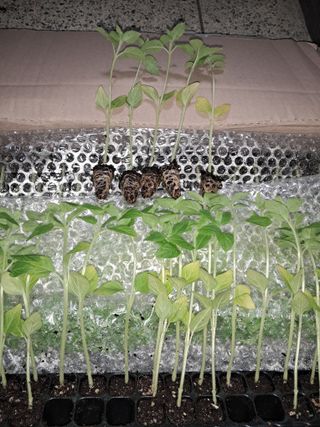 하루돌이님의 참깨 · 병해충상담 작성글 사진