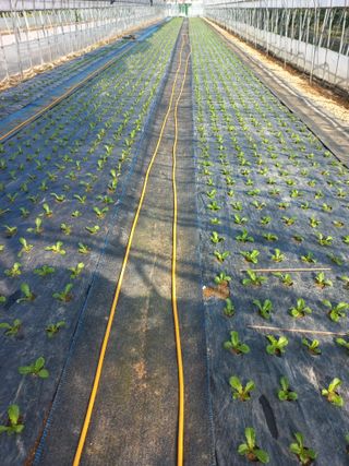 농민님의 상추 · 자유게시판 작성글 사진