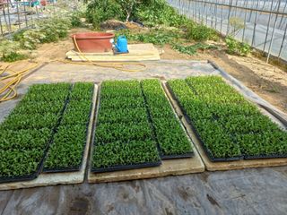 농민님의 상추 · 자유게시판 작성글 사진