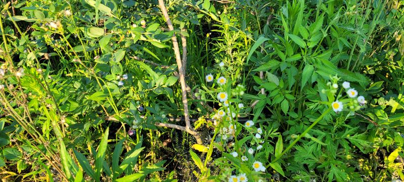 이동훈님의 장터 판매 상품 [열려있는 블루베리 화분째 주당 판매] 첨부 사진