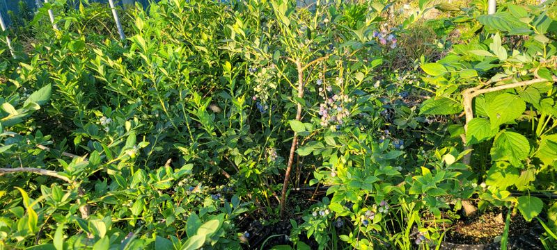 이동훈님의 장터 판매 상품 [열려있는 블루베리 화분째 주당 판매] 첨부 사진