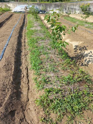 농민님의 기타작물 · 자유게시판 작성글 사진