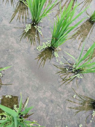 선종이님의 벼 · 병해충상담 작성글 사진