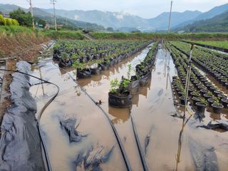 까끔이골농님의 장마 대비 어떻게 하셨나요? · 참여 작성글 사진