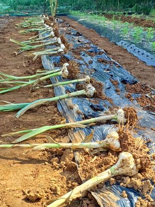송광호님의 마늘 · 마늘 쪽 비대기 작성글 사진