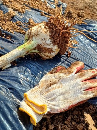 송광호님의 마늘 · 마늘 쪽 비대기 작성글 사진