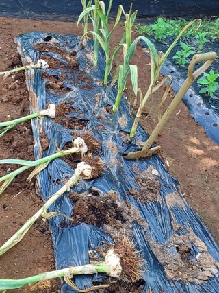 송광호님의 마늘 · 마늘 쪽 비대기 작성글 사진