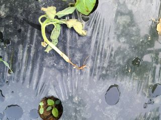 뜰 애님의 참깨 · 병해충상담 작성글 사진