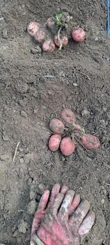 팜모닝 감자·자유게시판 게시글 이미지