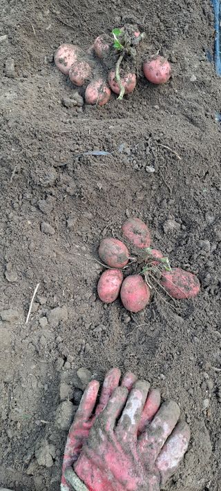 장준재님의 감자 · 자유게시판 작성글 사진