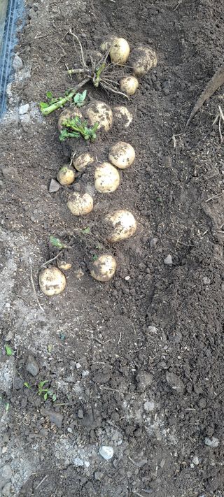 장준재님의 감자 · 자유게시판 작성글 사진