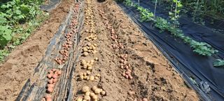 장준재님의 감자 · 자유게시판 작성글 사진