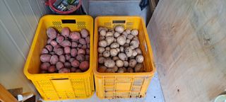 장준재님의 감자 · 자유게시판 작성글 사진