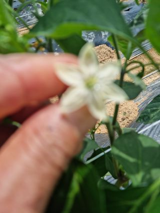 남종희님의 고추 · 일상 작성글 사진