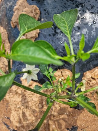 남종희님의 고추 · 일상 작성글 사진