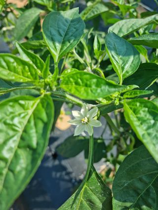 남종희님의 고추 · 일상 작성글 사진