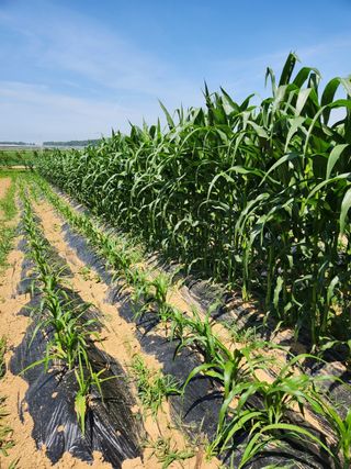 김정석님의 옥수수 · 자유게시판 작성글 사진