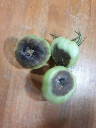 한농농약종묘사님의 토마토 · 병해충상담 작성글 사진