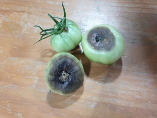 한농농약종묘사님의 토마토 · 병해충상담 작성글 사진