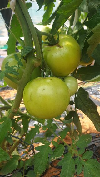 한농농약종묘사님의 토마토 · 병해충상담 작성글 사진