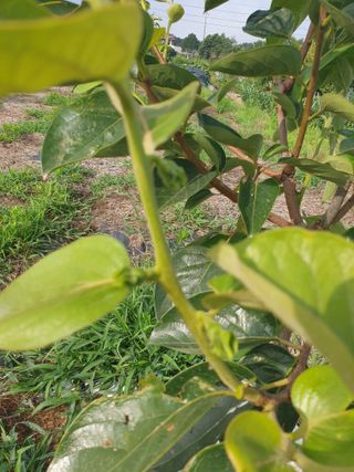 유인식감대추님의 자유주제 · 자유게시판 작성글 사진