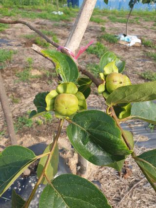 유인식감대추님의 자유주제 · 자유게시판 작성글 사진