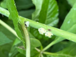 이치우님의 팜모닝 병해충 연구회 · 병해충상담 작성글 사진