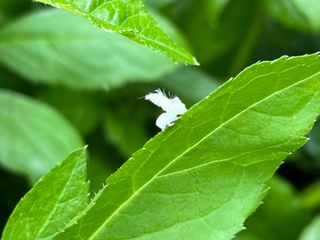 이치우님의 팜모닝 병해충 연구회 · 병해충상담 작성글 사진