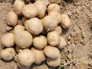 조길순님의 감자 · 자유게시판 작성글 사진