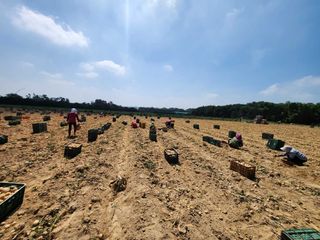 조길순님의 감자 · 자유게시판 작성글 사진