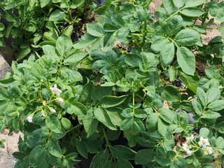 조길순님의 감자 · 자유게시판 작성글 사진