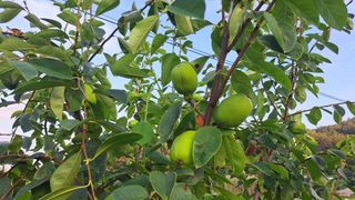 전남무안군박옥주님의 자유주제 · 사진전 작성글 사진