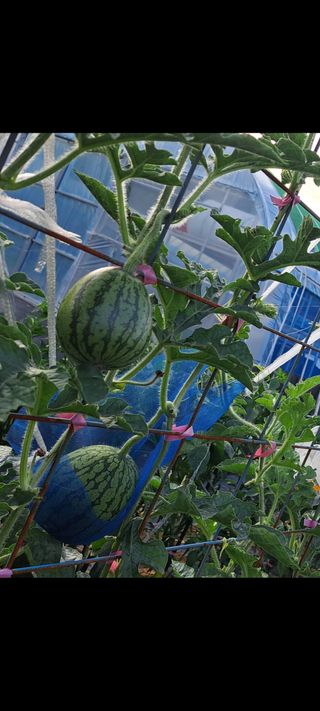 전남무안군박옥주님의 자유주제 · 사진전 작성글 사진