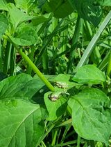 팜모닝 복숭아·자유게시판 게시글 이미지