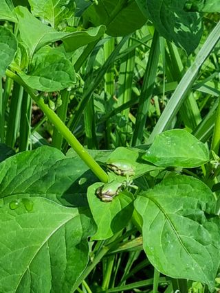 세종 연서 고복댁님의 복숭아 · 자유게시판 작성글 사진