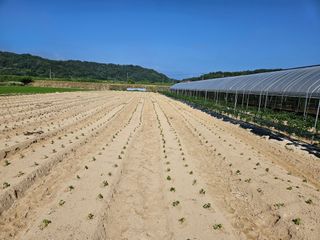 토성님의 들깨 · 자유게시판 작성글 사진