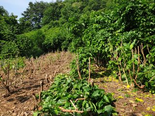 홍박농원님의 자유주제 · 자유게시판 작성글 사진