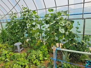 윤창기님의 오이 · 병해충상담 작성글 사진