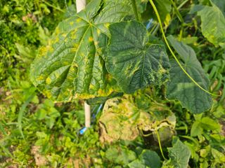 윤창기님의 오이 · 병해충상담 작성글 사진