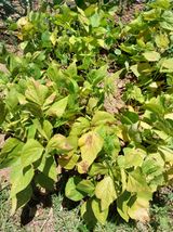 팜모닝 콩·병해충상담 게시글 이미지