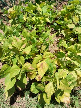 jjang님의 콩 · 병해충상담 작성글 사진