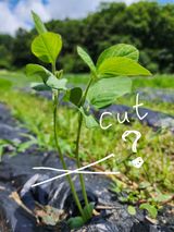 팜모닝 콩·자유게시판 게시글 이미지