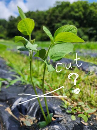 까미네님의 콩 · 자유게시판 작성글 사진