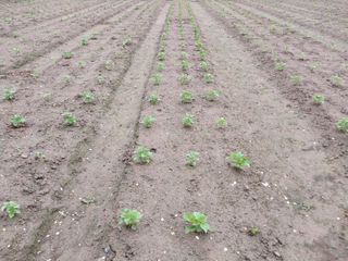 정진해님의 들깨 · 자유게시판 작성글 사진